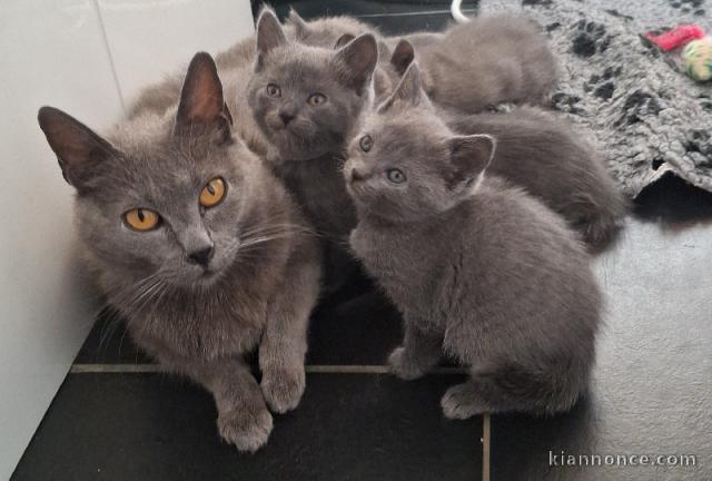 Portée adopter chiot châtreux disponible 