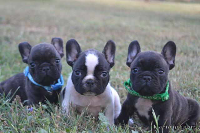 Adopter chiot bouledogue français 