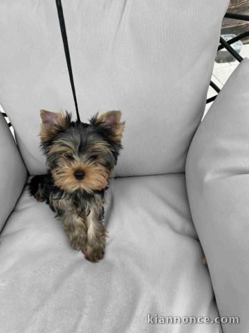 Je donne chiot Yorkshire terrier femelle 