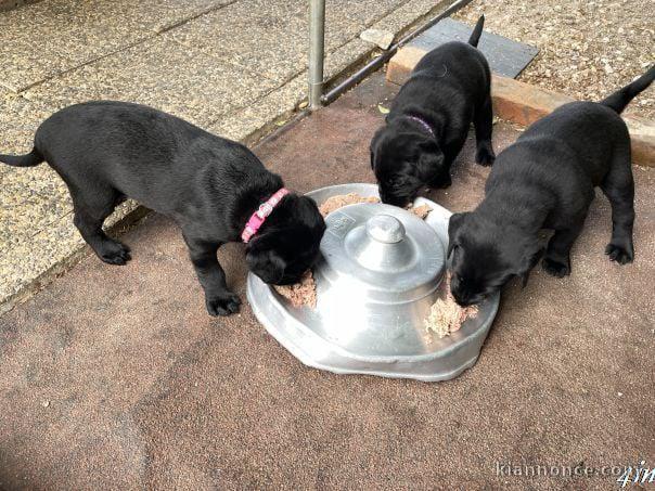 Bébé chiot labrador retriever disponible 
