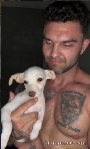 Chiot chihuahua à adopter dans une bonne maison