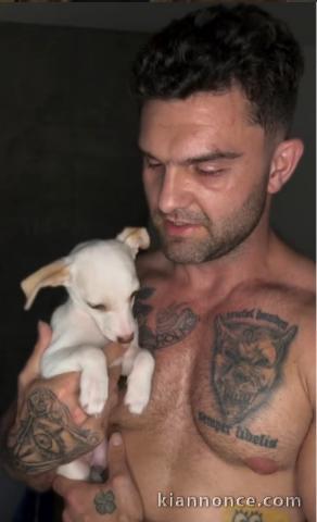 Chiot chihuahua à adopter dans une bonne maison