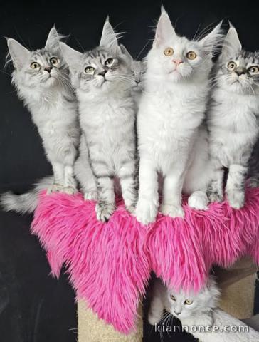 chatons maine coon disponible 