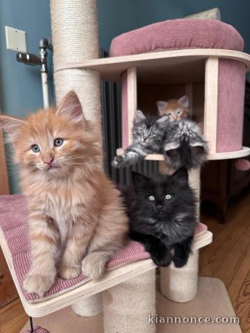 Bébé chaton maine coon disponible 