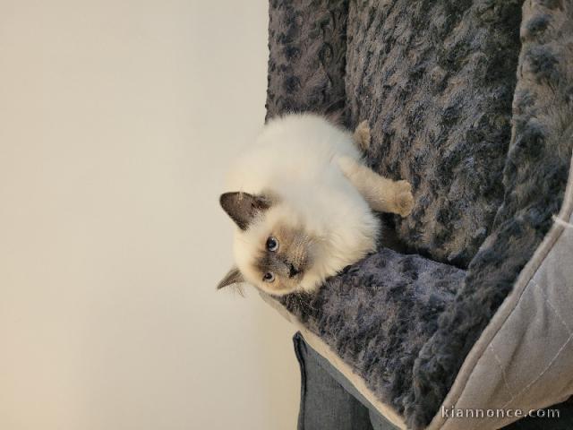 Bébé chaton sacré Birmanie 