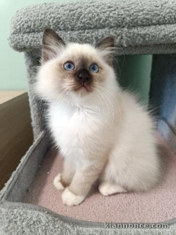 Bébé chaton sacré Birmanie pour adoption 
