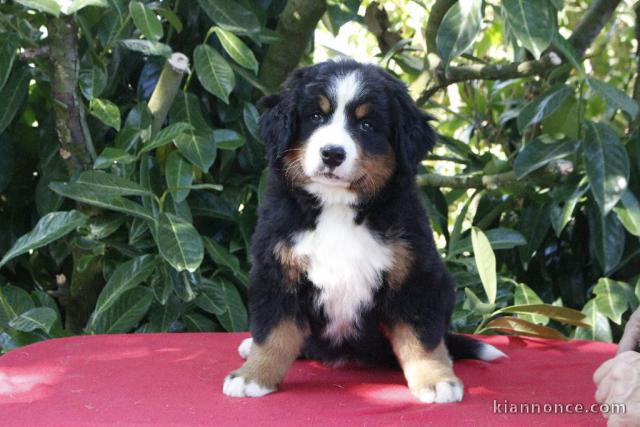 Adoption chiot bouvier bernois 