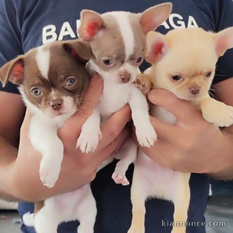 Adoption chiot chihuahua 