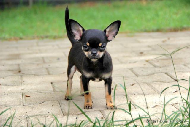 Je donne chiot chihuahua femelle 