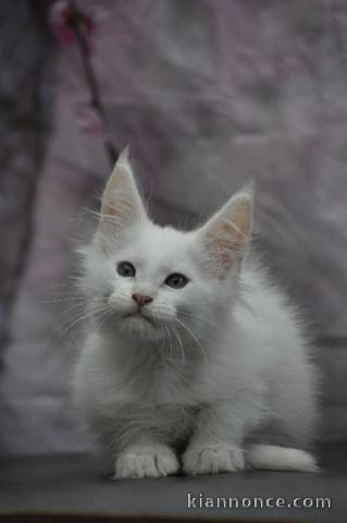 Adorable chaton Maine coon 