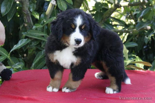 Bébé chiot bouvier bernois a donner 