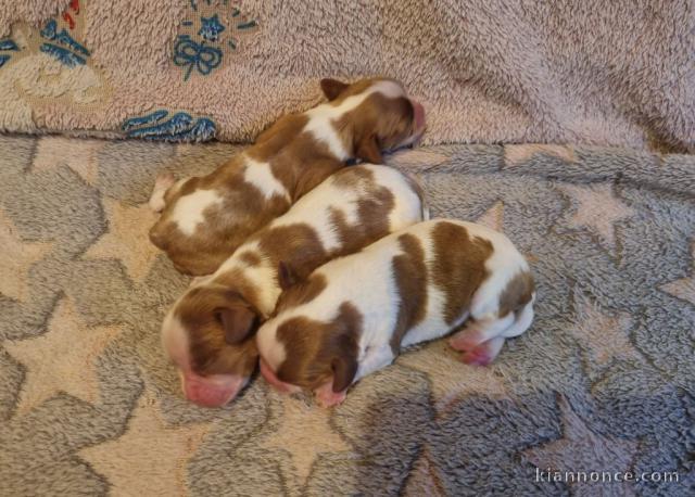 Chiot cavalier king charle disponible 