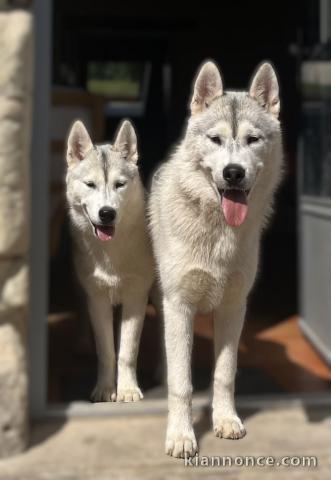 chiot husky sibérien adorable 
