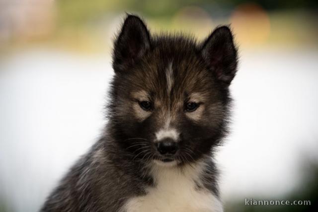 Magnifique chiot husky sibérien 