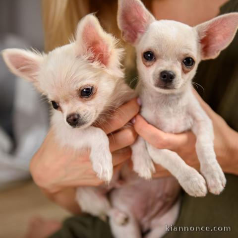 Chiot chihuahua disponible de suite 