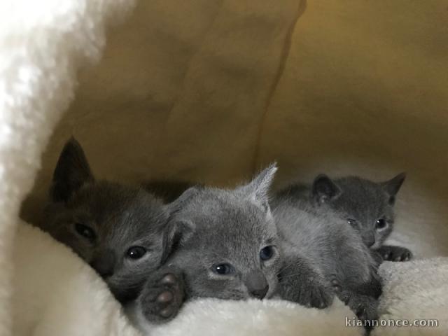 Chaton Bleu russe à donner 