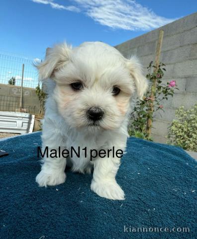 Chiot bichon maltais disponible 
