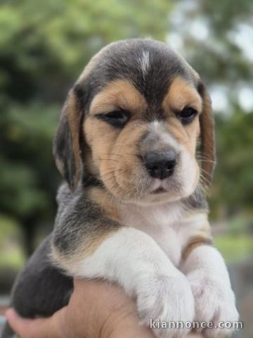 chiot beagle disponible mâle 