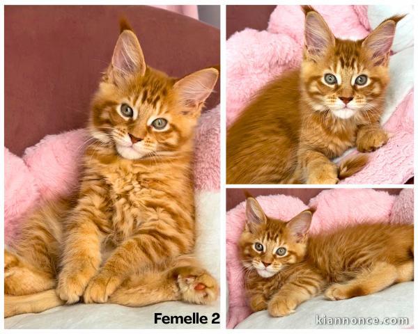 Chaton maine coon mâle a donner 