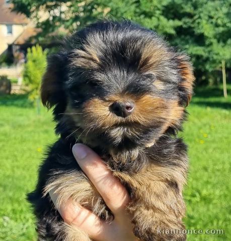 Chiot Yorkshire terrier femelle a donner 