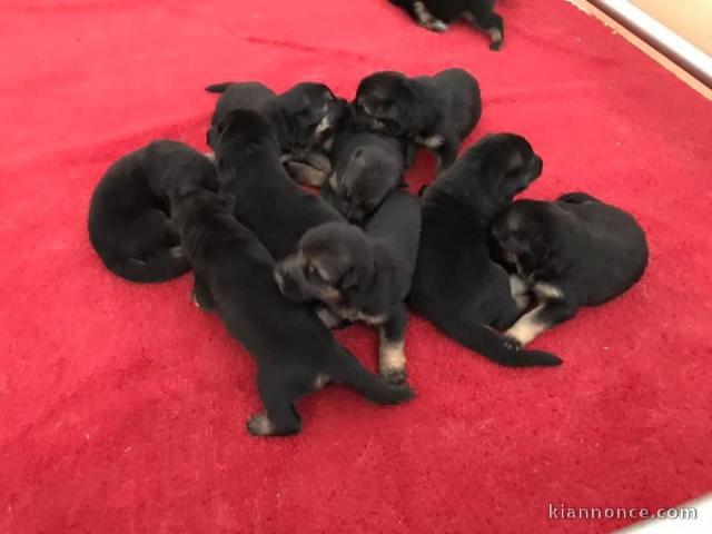 chiot berger allemand disponible 