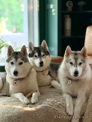 adoption chiot husky sibérien 