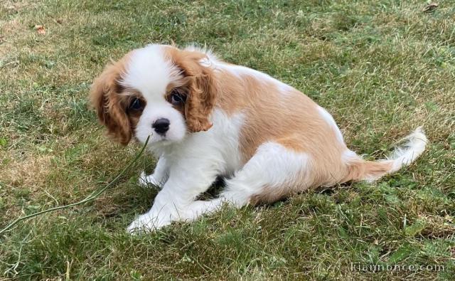 chiot cavalier king charle femelle disponible 