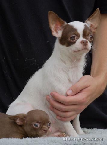 chiot chihuahua femelle a donner 