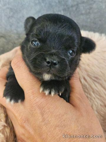 magnifique chiot chihuahua femelle 