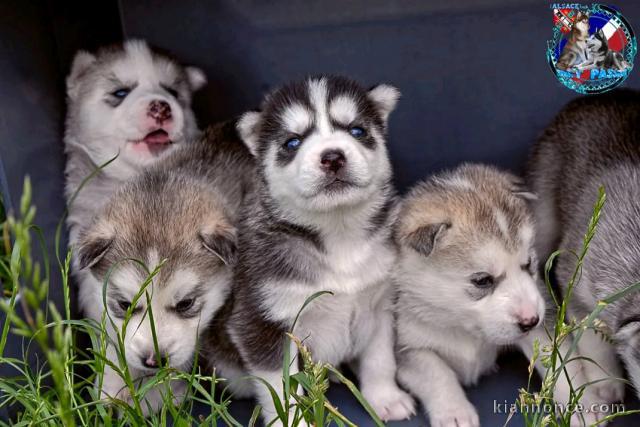chiot husky sibérien à donner 