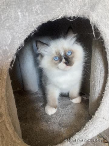 chaton ragdoll mâle a donner 