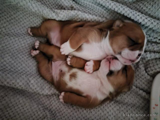 bébé chiot bulldog anglais pour adoption 