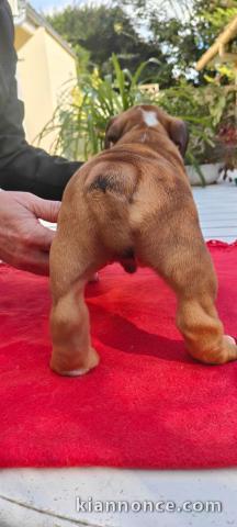 Dons chiot bulldog anglais mâle 