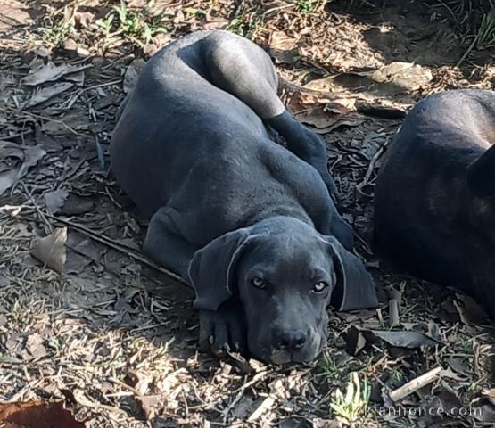 Cane Corso Disponibles 