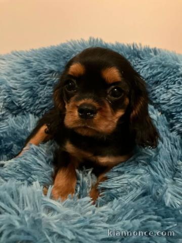 chiot cavalier king charle femelle a donner 