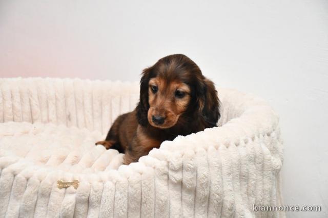 chiot teckel a donner contre bon soin 
