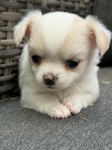 chiot chihuahua femelle a donner 