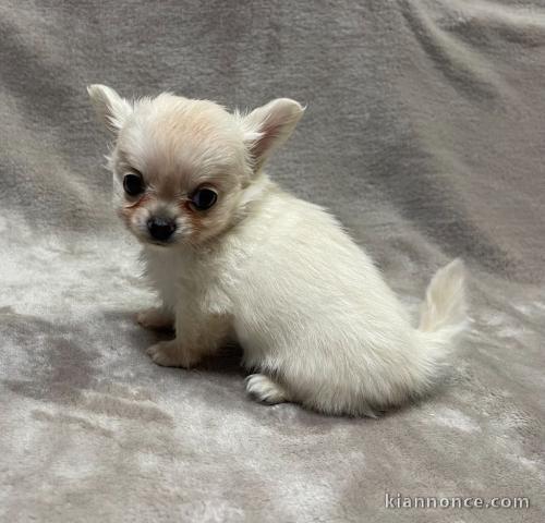 Chiots Chihuahua a donner 