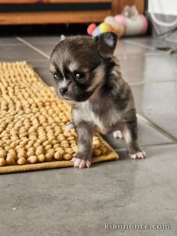 Chiots CHIHUAHUA  a donner