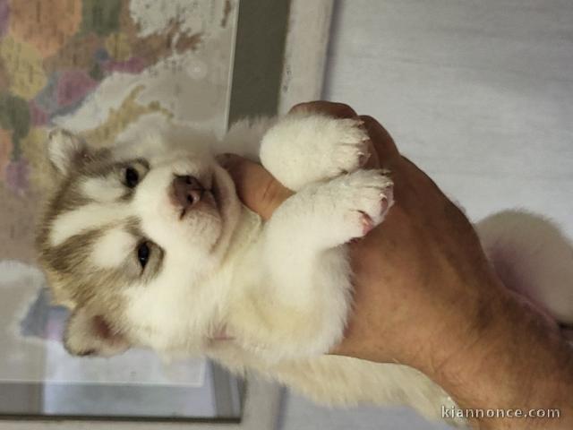 Chiot husky sibérien adorable 