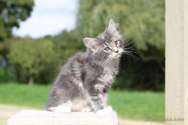 Chaton maine coon disponible 