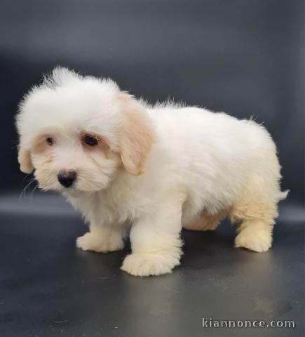 chiot coton tulear a donner 