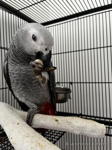 Perroquet Gris du Gabon à donner 