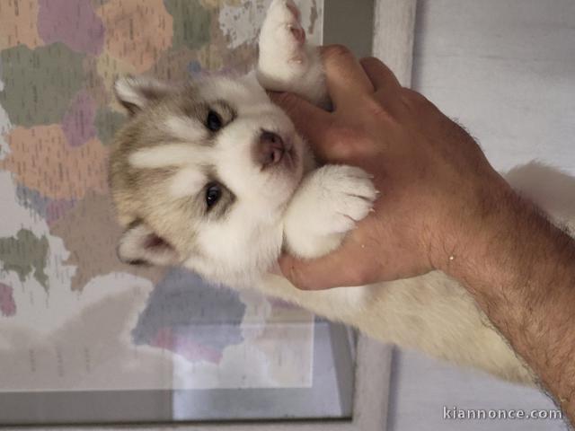 Chiot husky sibérien à donner 