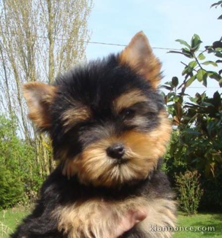 bébé chiot Yorkshire femelle 