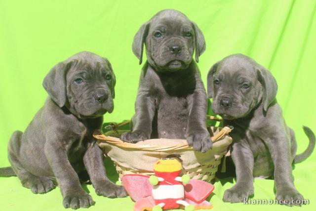 Dons chiot Cane Corso disponible 