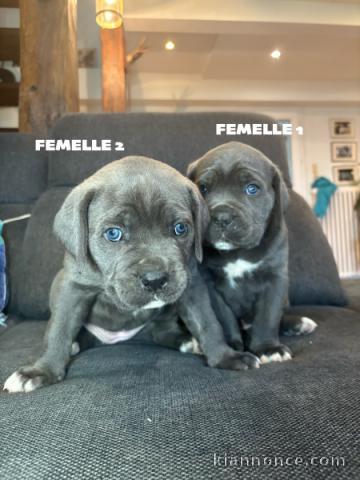Adorable chiot Cane Corso lof 