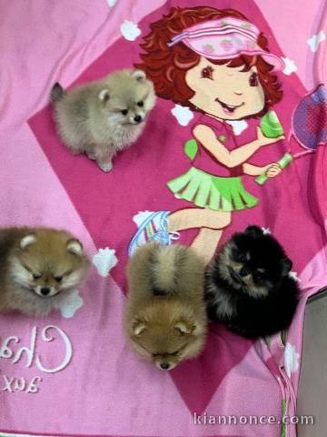 Adoption chiot spitz nain disponible 