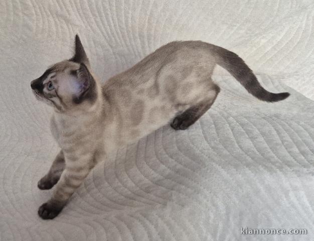 chaton châtreux disponible pour adoption