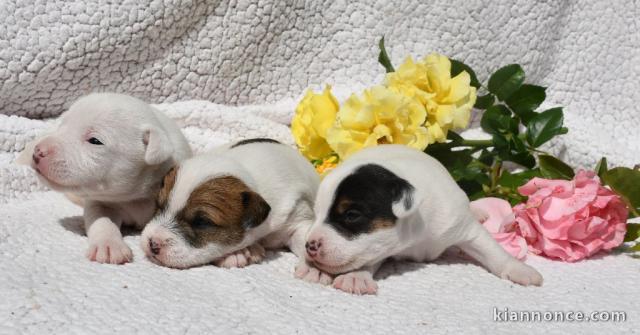 chiot jack ressel disponible pour adoption